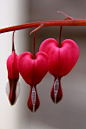 滴血的心（bleeding heart）：学名荷包牡丹……_来自默默千紫的图片分享-堆糖网