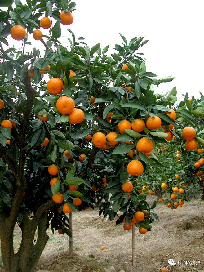 橙子树