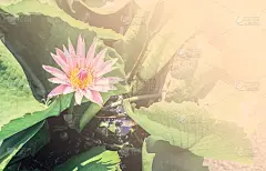 一个美丽的近距离拍摄荷花盛开，睡莲，与绿色荷叶在早晨的阳光与复印空间在右侧。