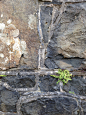 Stone Wall, Blackhead Lighthouse, Whitehead, Northern Ireland, UK. September 2015