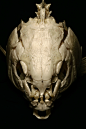 比较难得的大鲤鱼头骨，算上脊椎二十几厘米了，感觉20cm就是个存在感界限