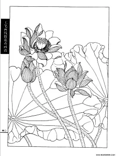 荷花白描图，荷花工笔(6)