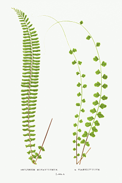 33画画采集到花草植物