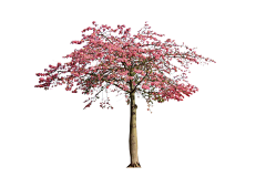 仲-鑫鑫采集到植物园节点景观