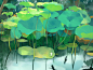 梦幻之旅-荷 lotus tree green illustrations art