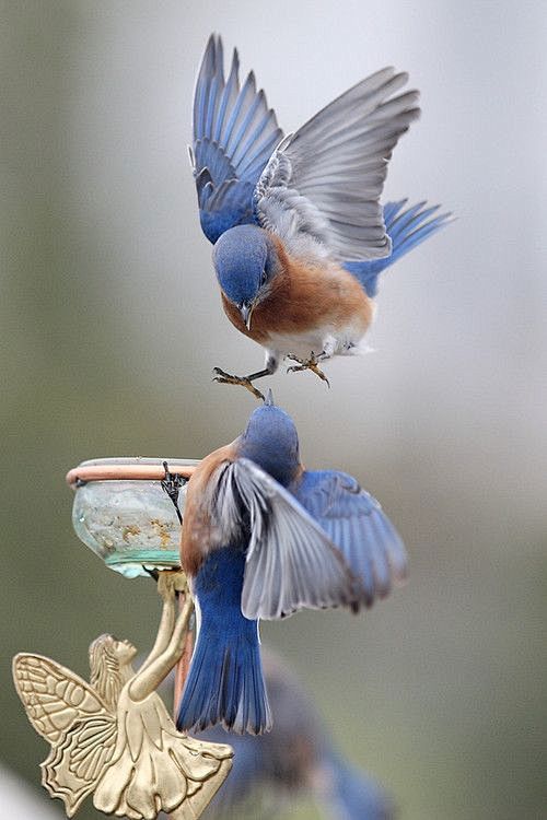 Bluebirds