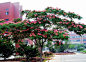 粉花合欢