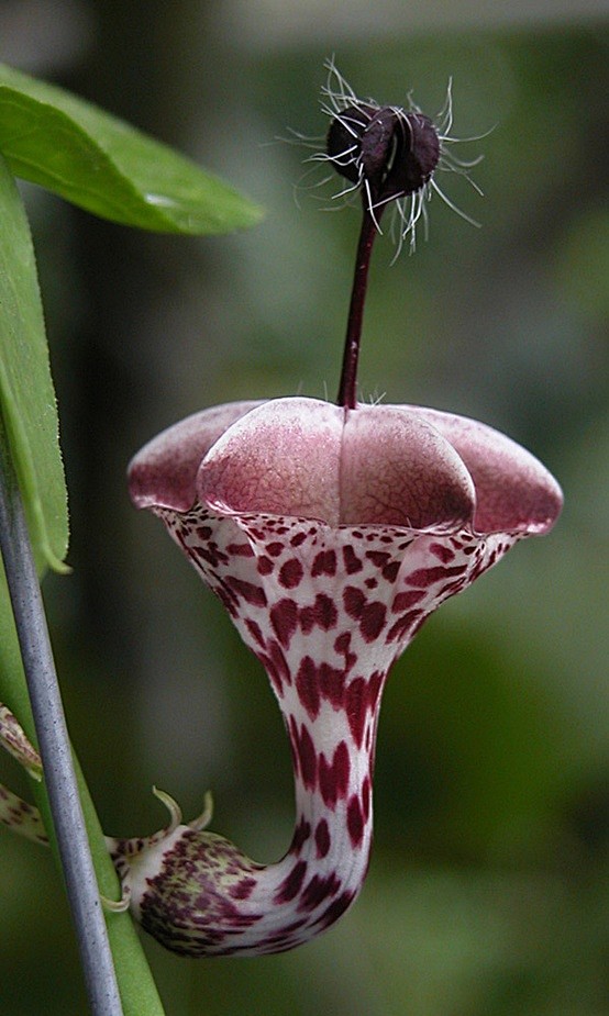 *CEROPEGIA HAYGARTHI...