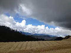 挖野菜的老虎