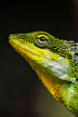 aloesaurus:

➾ What's My Real Colour?