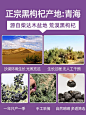 12mm黑枸杞大果青海野生大颗粒特级免洗枸杞子宁夏正品-tmall.com天猫