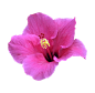 花 (7)