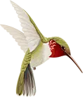 鸟