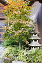 日本枫树与石塔灯笼