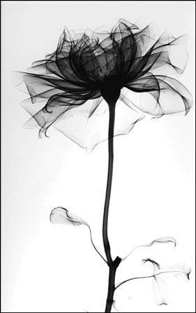 x-ray image of a ros...