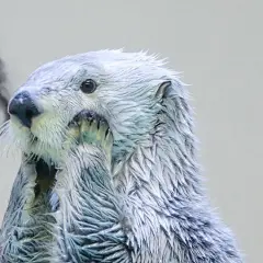 小海獭，随便一抓就是表情包
IG：adeliae_pyg ​​​​