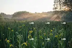虹膜 花壁纸 野生虹膜 黄花 花朵 花卉背景 植物 绿色 森林