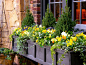 Window Box How To_ What is the Recipe_