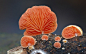 20种罕见蘑菇 : 下面是自然界中都很少见到的20种蘑菇，她们有的美丽、有的性感、有的诡异。