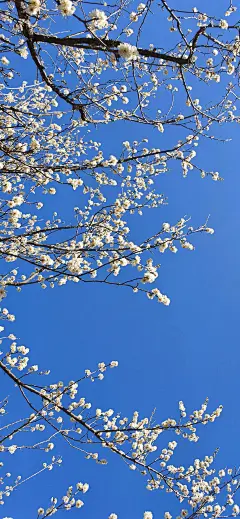 原图壁纸：一树梨花又开放-今日头条