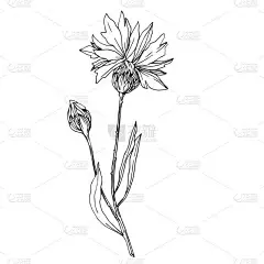 病媒野花植物科植物花。 黑白版画水墨艺术. 孤立的花卉插画元素.