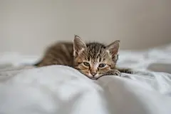 可爱猫猫宠物摄影