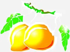 手绘黄色夏季桃子免抠素材_新图网 https://ixintu.com 夏季 桃子 黄色