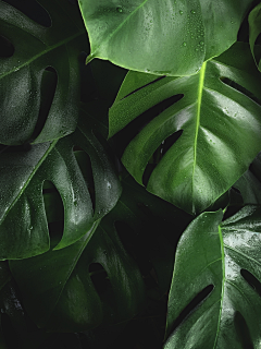 Kassen采集到植物