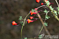 旱金莲科 旱金莲属(Tropaeolum）三色旱金莲Tropaeolum tricolor Sweet，