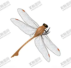 蜻蜓昆虫图片插画 【酷图网】昆虫,蜻蜓,手绘蜻蜓,蚱蜢,手绘蚱蜢,螳螂,手绘螳螂,手绘,手绘插画,插画,手绘蝴蝶,蝴蝶,手绘昆虫,红蜻蜓,蓝蜻蜓,白蜻蜓,紫蜻蜓,绿蜻蜓,黑蜻蜓,轻盈起落,蜻蜓点水,大蜻蜓,蜻蜓嬉戏,蜻蜓海报,蜻蜓图片,野外蜻蜓,大自然,益虫,生态,清新,唯美,浪漫,蜻蜓翅膀,蜻蜓头部,蜻蜓身躯,一只蜻蜓