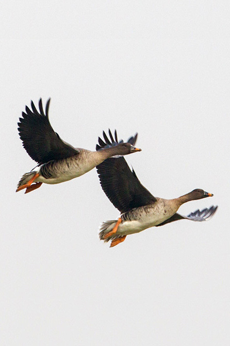 雁形目鸭科雁属短嘴豆雁