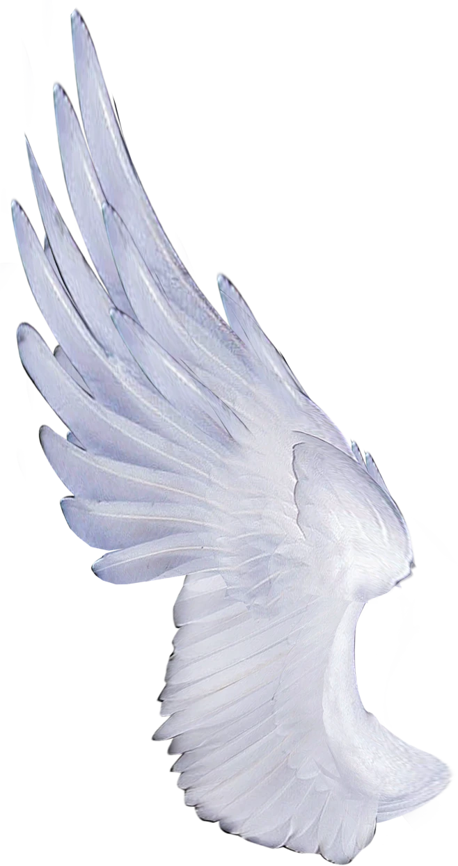 黑白色天使翅膀羽翼png影楼儿童摄影写真后期装饰合成设计ps素材