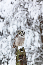 hawk owl,老鹰,冬天,猫头鹰,鹰爪,垂直画幅,褐色,食肉鸟,雪,鸟类