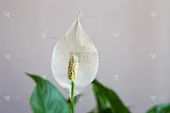 绿叶白苗