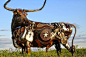 美国南达科他州的雕塑艺术家约翰洛佩兹的焊接金属动物雕塑作品!!