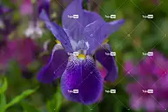 花 百合 花壁纸 蓝色的 宏 自然 开花 花园 花卉背景 植物