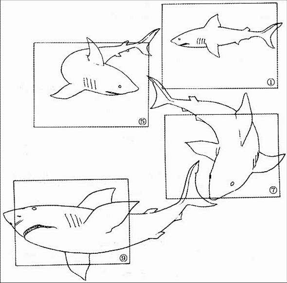 鲨鱼游动轨迹