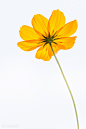 一朵花_高质量免费素材_一朵花_黄色_宇宙_其他_鲜花_花,一朵花,黄色,宇宙,其他,鲜花,花-沙沙野
