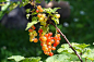bush-4298763_1280
