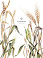 Bassano : Identity and watercolor illustration for Bassano bakery & restaurant 