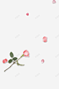 粉红玫瑰高清素材 png 页面网页 平面电商 创意素材 png素材