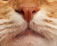 成年红猫鼻子和嘴带有白色的胡子，宏