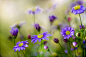 Photograph Daisies by Mandy Disher on 500px