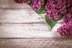 留白,模板,概念,桌子,木制,紫色丁香,父亲节,网上交友,贺卡,夏天