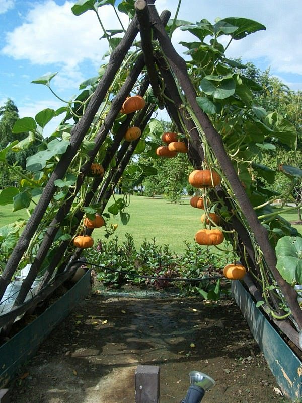 How to plant pumpkin...