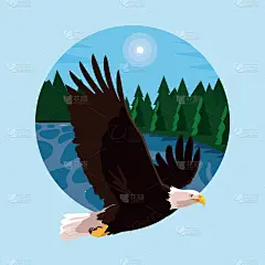 鸟类,地形,白头鹰,运动,翅膀,老鹰,飞,怀旧