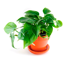 海棠红々采集到绿色植物  花
