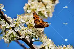 蝴蝶 开花 Windows壁纸 李子 酷背景 自由背景 授粉 盛开
