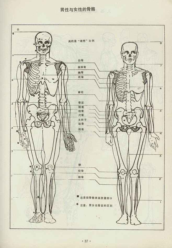 男女骨骼