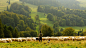 羊, 农民, 牧羊人, 农业, 牲畜, 羊肉, 草, 放牧, 羊群, 群, 牧场, 农村, 草甸, 农场